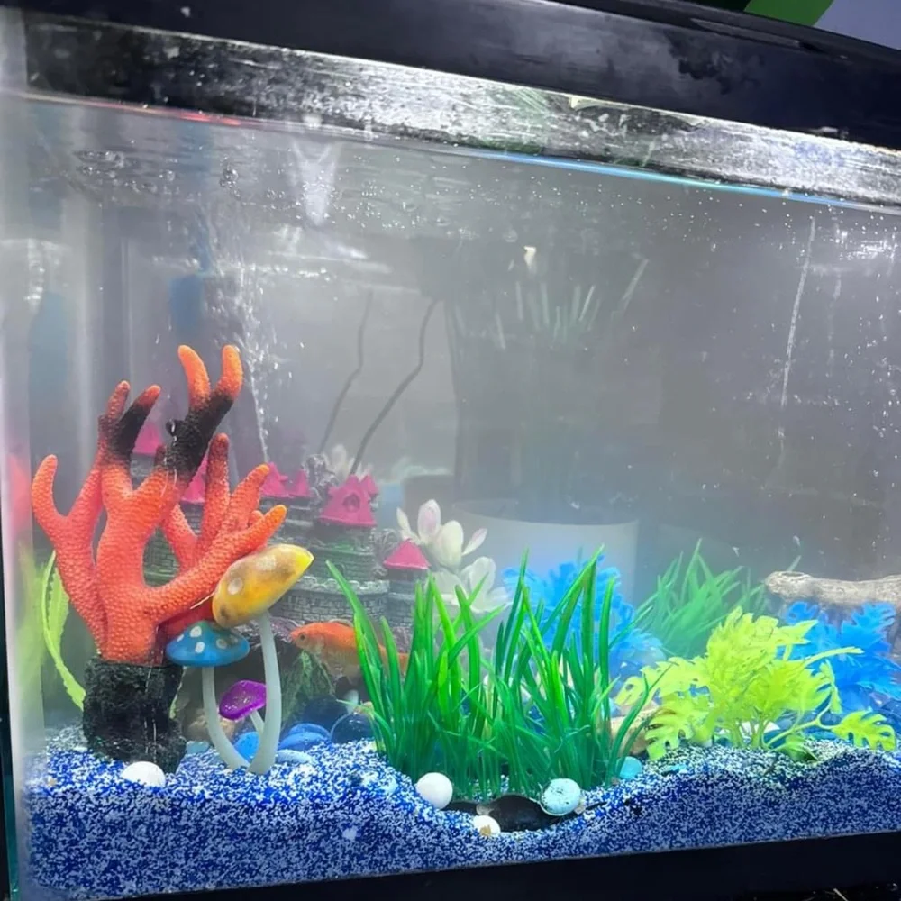 Fish tank set up